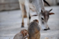 2011-03-25-India-607-Jaipur-Galta-Monkey-Temple