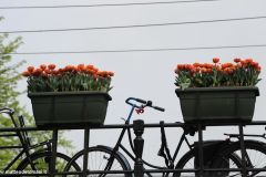 2014-04-30-Amsterdam-108