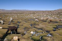 PERU - From Arequipa to Chivay and the Colca Canyon