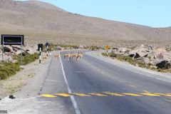 2011-08-23-Peru-0043-Laguna-de-Pampa-Blanca