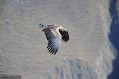 2011-08-24-Peru-0117-Colca-Canyon-Cruz-del-Condor