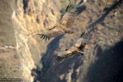 2011-08-24-Peru-0177-Colca-Canyon-Cruz-del-Condor