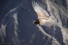 2011-08-24-Peru-0214-Colca-Canyon-Cruz-del-Condor