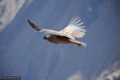 2011-08-24-Peru-0217-Colca-Canyon-Cruz-del-Condor