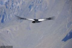 2011-08-24-Peru-0325-Colca-Canyon-Cruz-del-Condor