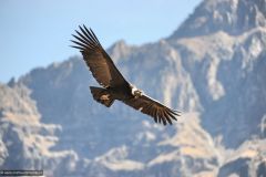 2011-08-24-Peru-0347-Colca-Canyon-Cruz-del-Condor-Colca-Canyon-Cruz-del-Condor