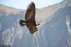 2011-08-24-Peru-0352-Colca-Canyon-Cruz-del-Condor-Colca-Canyon-Cruz-del-Condor